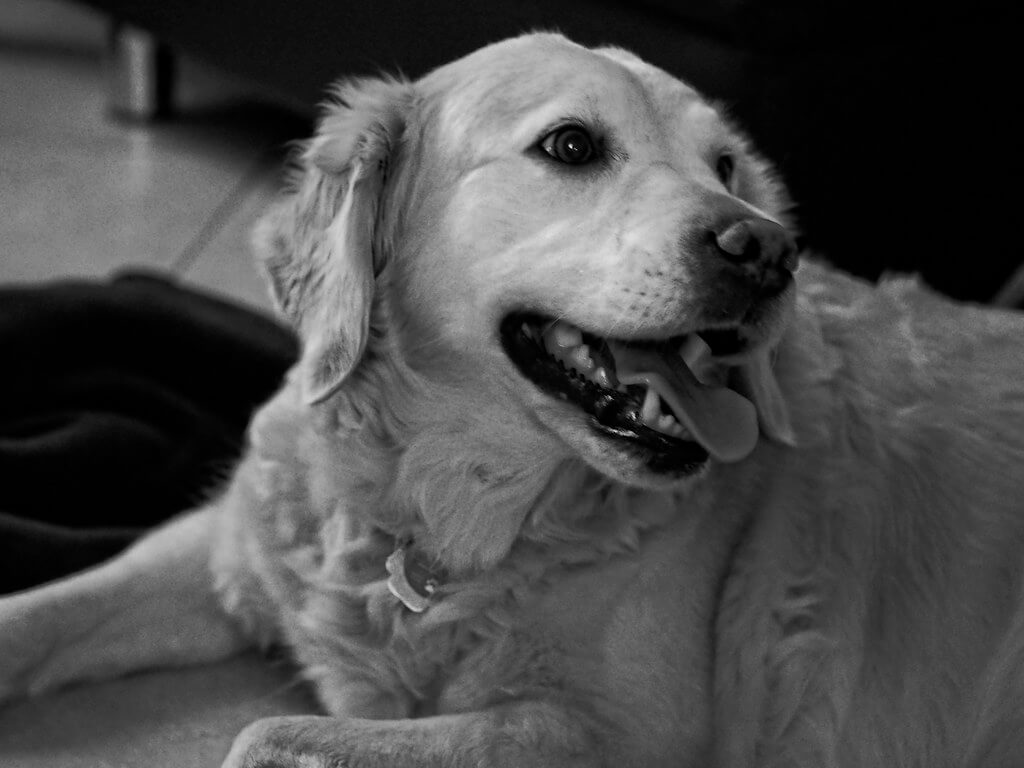 Ferienpass Sursee: Hunde | 14d8c20f 472b 4800 bf78 7cf18cf15a3c 1 |