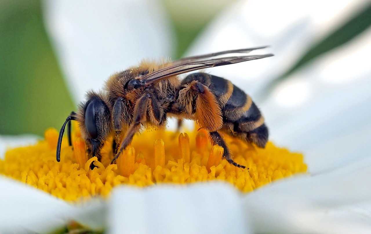 Fleißiges Bienchen | Am 20. Mai ist Weltbienentag <p>Sie sind klein, fleißig und brauchen dringend unseren Schutz: Bienen sind für uns Menschen wichtig, denn sie haben als Pflanzenbestäuber eine der wichtigsten Rollen innerhalb unseres Ökosystems. Aber schon seit Jahren sprechen Experten von einem „Bienensterben“ – um darauf aufmerksam zu machen, haben die Vereinten Nationen den Weltbienentag am 20. Mai ins Leben gerufen. Was wir alle tun können, um die Bienen-Welt ein wenigbesser zu machen, das erfahrt ihr in der „Firabe Show“ auf Radio Summernight am Montag Abend ab 18.00…</p> 20CBAC08 7003 4D5D 9F86 37D205325855 |