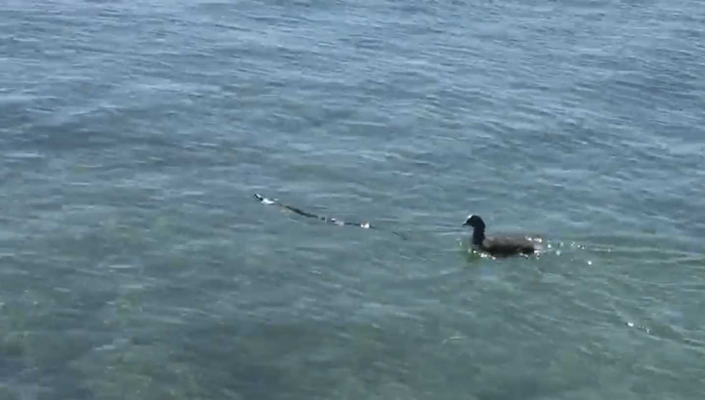 «Schlange in Badi Mörigen» | Badegäste aus der Badi Mörigen am Bielersee sichteten heute um 15.00 eine Schlange. 61C2D914 A796 43BB BBAB ED3242211019 |