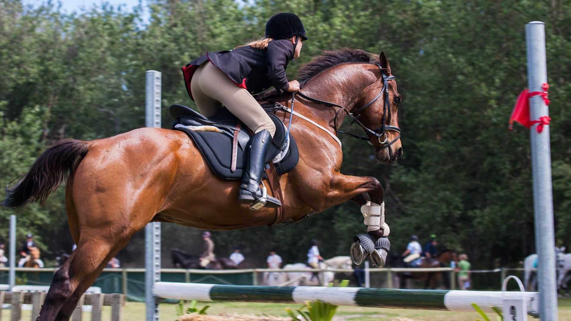 Reiten trotz Coronakrise | Im Gegensatz zu anderen Sportarten ist das Reiten während der Corona Krise nicht verboten, denn das regelmäßige Reiten ist für das Tierwohl notwendig. Aber auch in Stall müssen die Distanz Regeln eingehalten werden. Der Stallbesitzer muss darauf achten und gegebenenfalls den Einlass beschränken. Die Behörden empfehlen, dass man zurzeit nur alleine mit dem Pferd ausreitet. Radio Summernight |