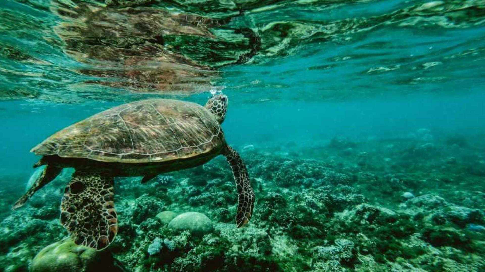 Unendlich bedroht Am 8. Juni ist „Internationaler Tag der Meere“ | Unendliche Weiten… nein, die Rede ist nicht vom Weltall, sondern von einer teils ebenso unbekannten Welt. Kaum ein Ökosystem auf unserem Planeten ist so komplex und so bedroht wie das unserer Ozeane. Der „Internationale Tag der Meere“ am Montag 8. Juni soll dafür ein besonderes Bewusstsein schaffen. WhatsApp Image 2020 06 07 at 18.27.39 |