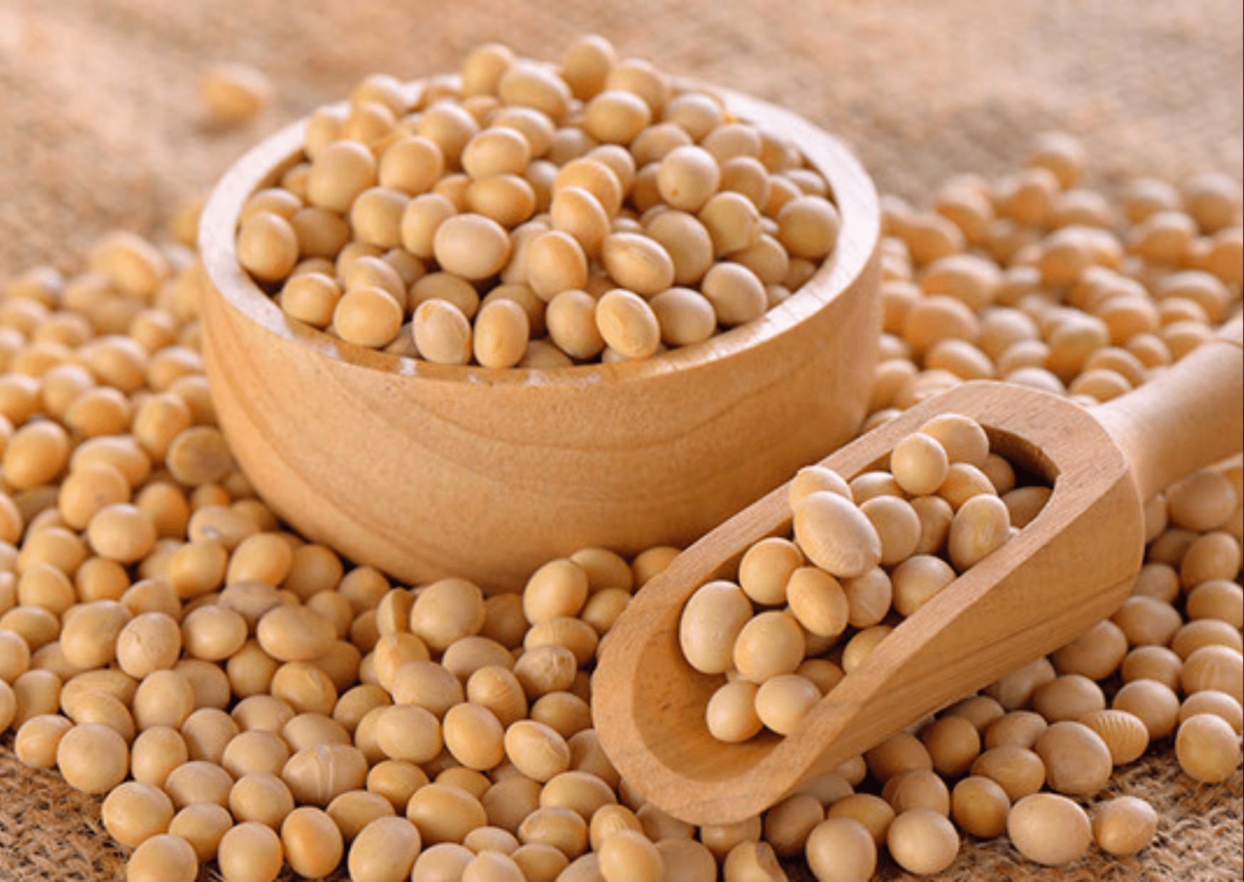 Soja und Vegane Ernährung wie Gesund ist das? | Soja wird Mitte April bis anfangs Mai gesät. Für den Anbau von Soja wurden in den letzten Jahrzehnten Millionen von Hektaren an Grasland, Savanne und Regenwald abgeholzt doch es wird immer mehr Soja in der nähe angebaut dann zerstört es Keine Regen Wälder. Kopie von Artikel Bild radiosummernight.ch 2 |