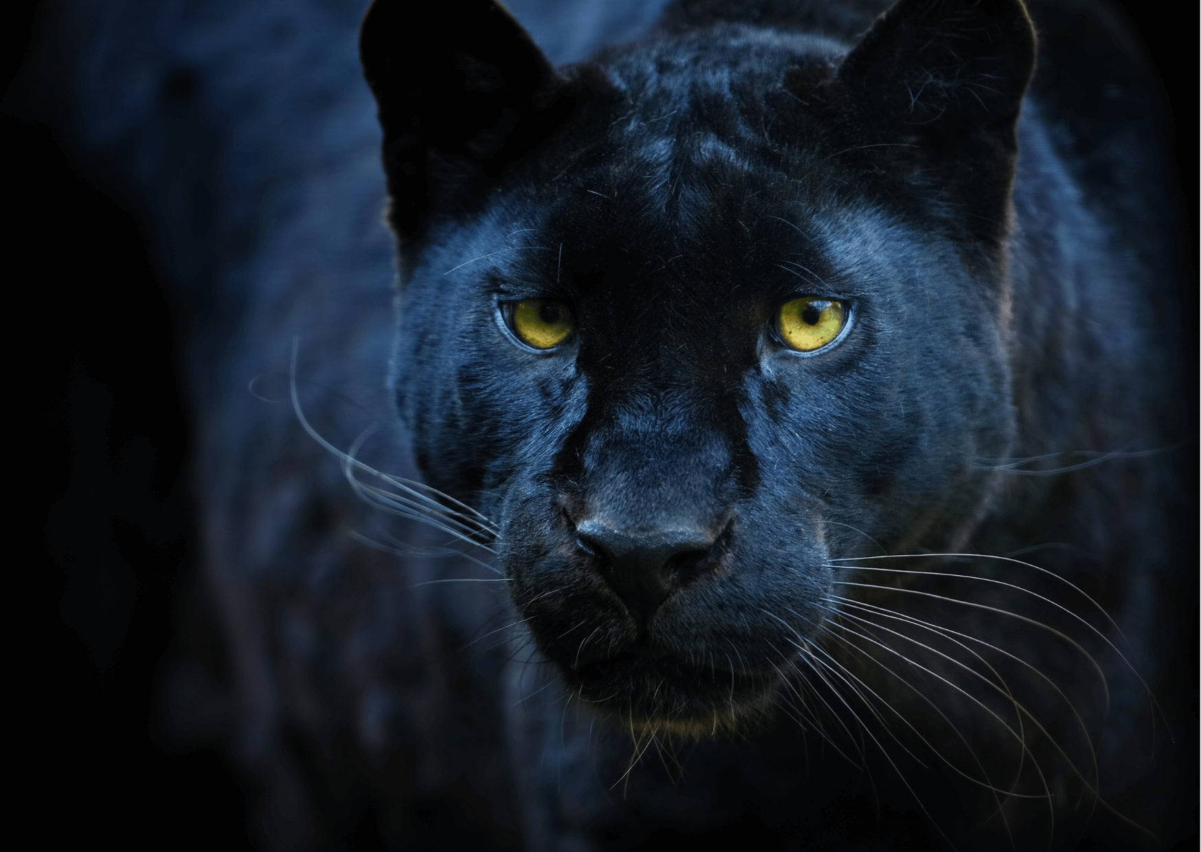 Fakten über Panther | Wollte ihr einige Fakten über die eleganteste Raubkatze der Welt wissen? Kopie von Artikel Bild radiosummernight.ch 5 |