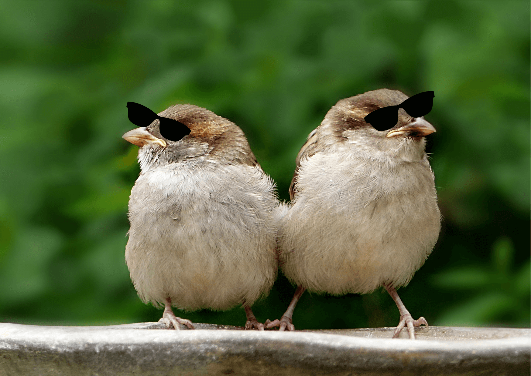 Störche, Tauben und co. - Probleme mit Vögel | Vögel leben auf allen Kontinenten und bislang sind über 10.758 existente und 158 ausgestorbene Vogelarten auf der Erde bekannt. Doch obwohl viele von ihnen nicht lebensgefährlich sind, können sie uns das Leben schwierig machen. Kopie von Artikel Bild radiosummernight.ch 3 |