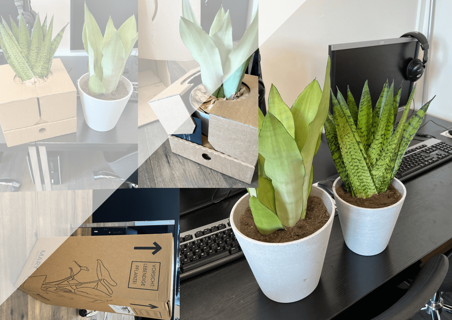 Mary and Plants | Um Zimmerpflanzen richtig zu gießen, düngen, umtopfen etc. braucht es ziemlich viel Arbeitsaufwand. Ebenfalls braucht es einiges an Wissen, was viele nicht haben auch wenn sie eine Pflanze bestellen. Zwei junge Schweizer haben dafür eine Lösung gefunden. Kopie von Artikel Bild radiosummernight.ch 3 1 |