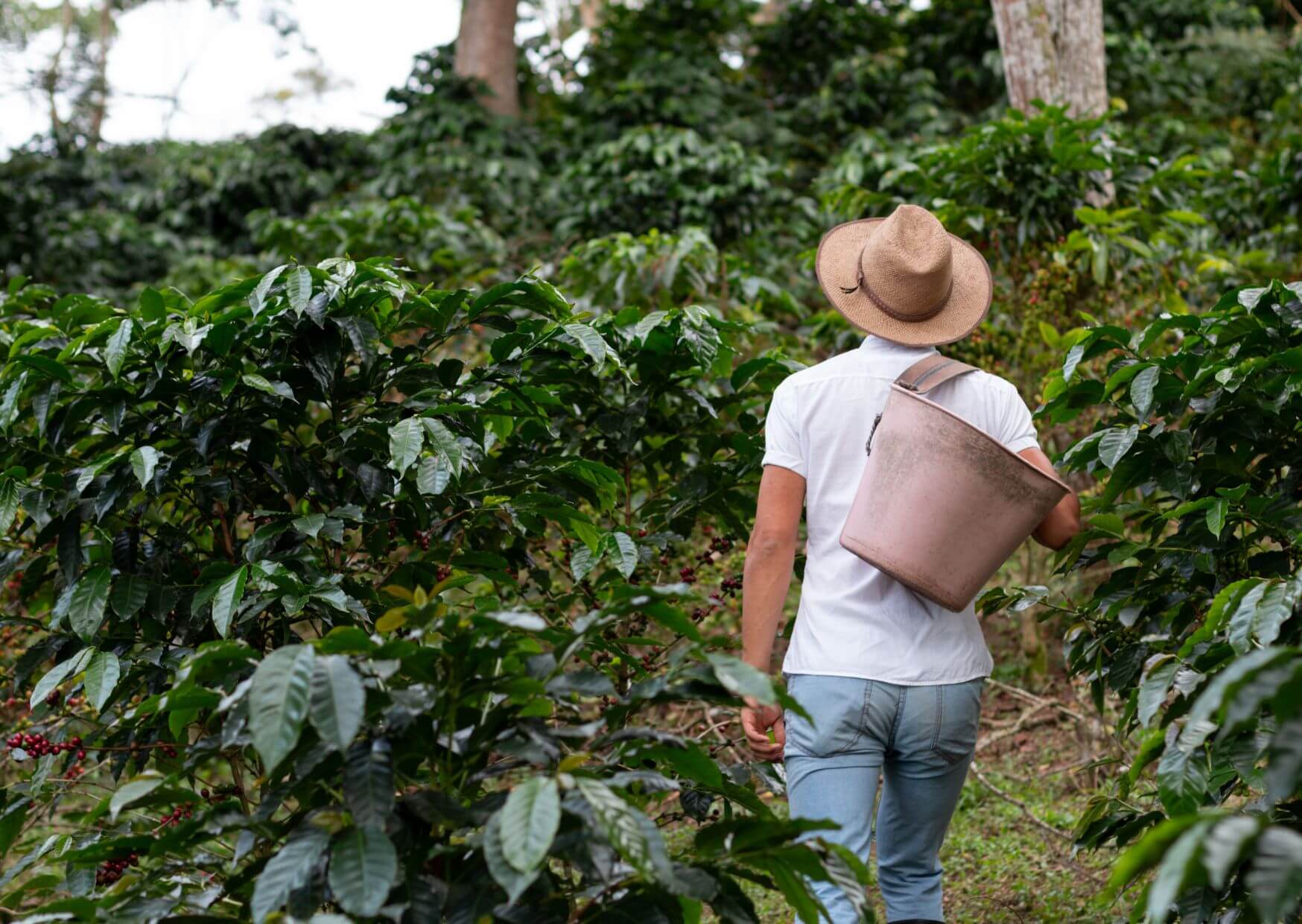 Von Anbau bis zum Genuss: Die faszinierende Welt des Kaffees | Kaffee ist ein faszinierendes Getränk, das seit Jahrhunderten Menschen auf der ganzen Welt zusammenbringt. Obwohl der Ursprung des Kaffees unklar ist, es wird angenommen, dass er aus Äthiopien stammt und sich von dort aus im Laufe der Zeit in den Nahen Osten, nach Europa und schließlich in die ganze Welt verbreitet hat. Kopie von Artikel Bild radiosummernight.ch 7 |