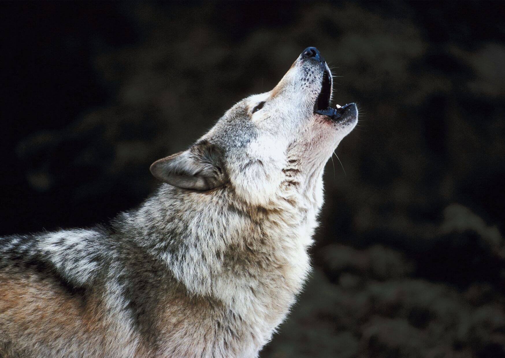 Wie soll man sich verhalten wenn man einem Wolf begegnet? | Wie verhaltet man sich, wenn man einem Wolf begegnet? Kopie von Artikel Bild radiosummernight.ch 2 |