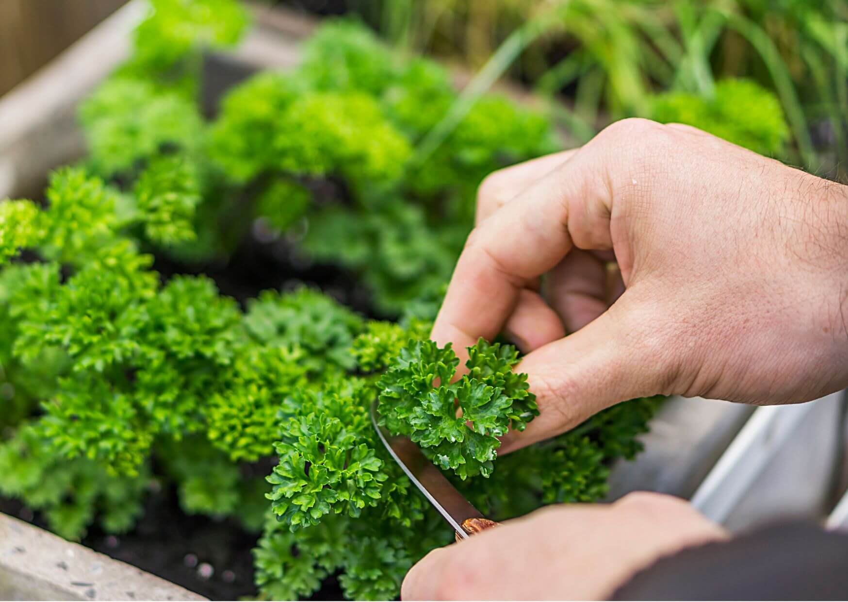 Tipps zur erfolgreichen Anzucht und Ernte von Salat und Kräutern | Wenn Du Salat und Kräuter anbauen möchtest, gibt es einige Dinge, die Du beachten solltest, um eine erfolgreiche Ernte zu erzielen. (glb) Kopie von Kopie von Artikel Bild radiosummernight.ch 10 |