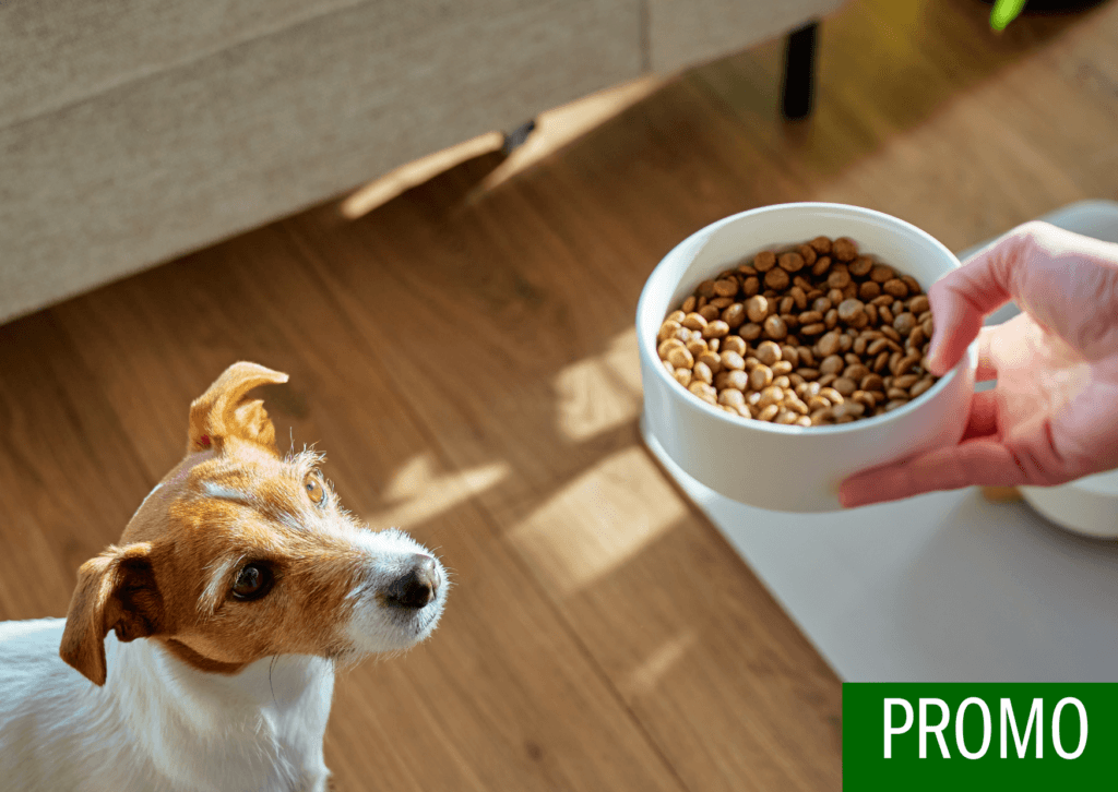 Tiergesundheit und Tierfutter: Ergänzungsfutter für Pferde und Haustiere richtig einsetzen 1 Kopie von PROMO Artikel Bild radiosummernight.ch