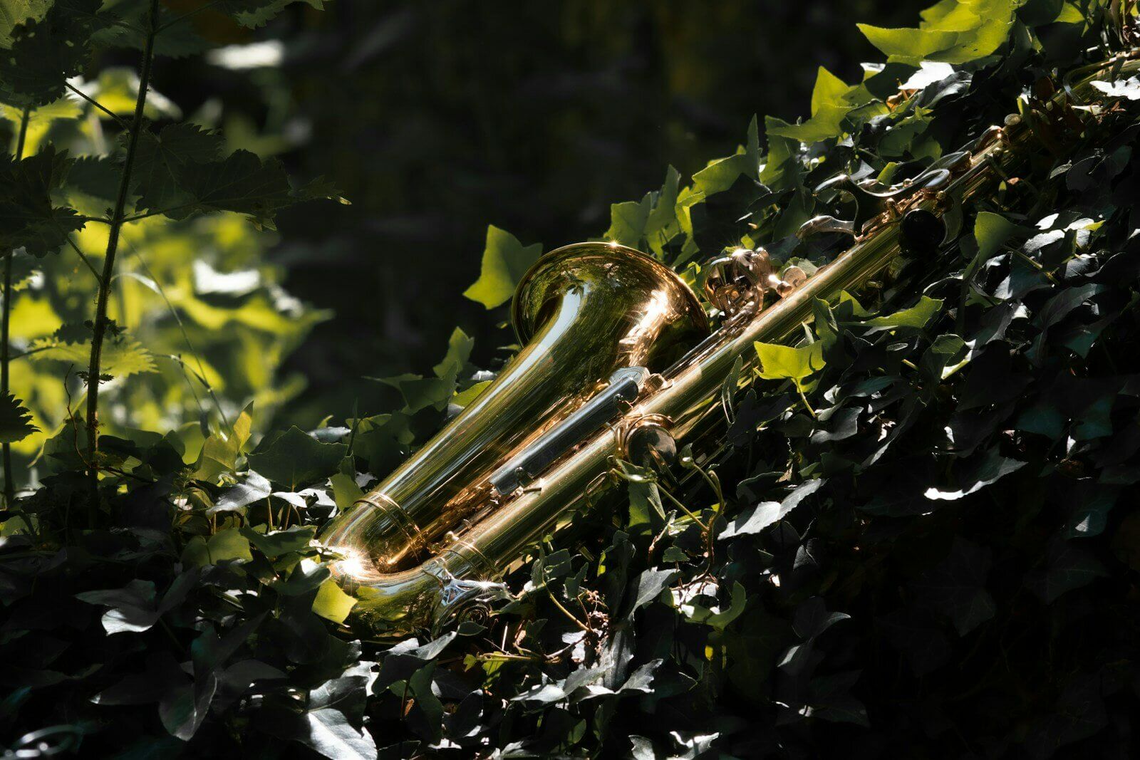 Radioweekend.hobbies 1 gold trumpet on green plant
