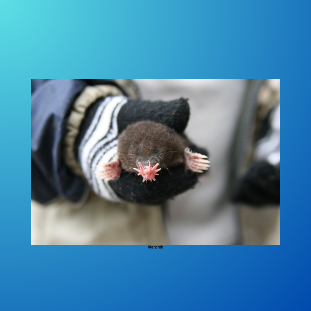 Zwischenueberschrift 1