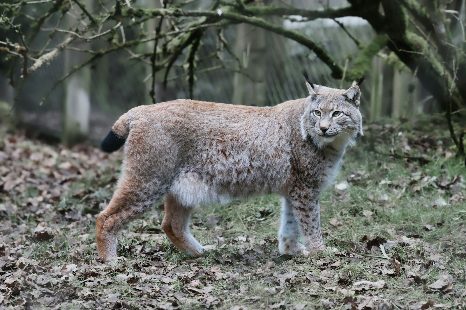A lynx stands in the forest, looking at the camera.
