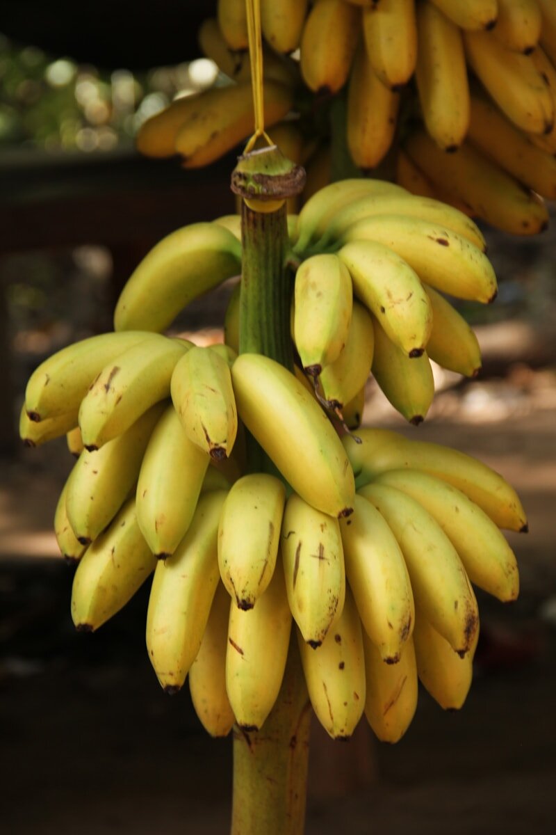 a bunch of bananas hanging from a tree