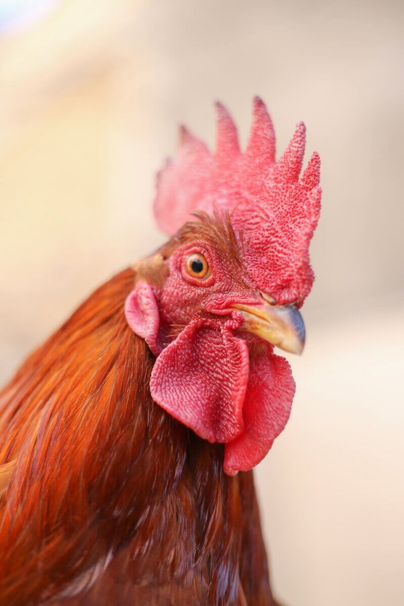 Ferienpass Seengen. Huhn 1 red rooster in close up photography