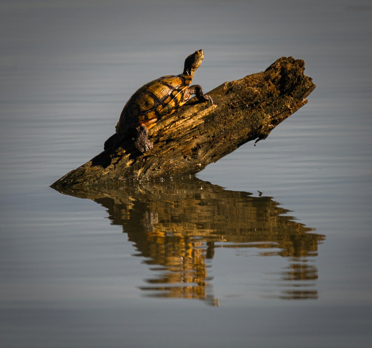 A turtle is sitting on a log in the water