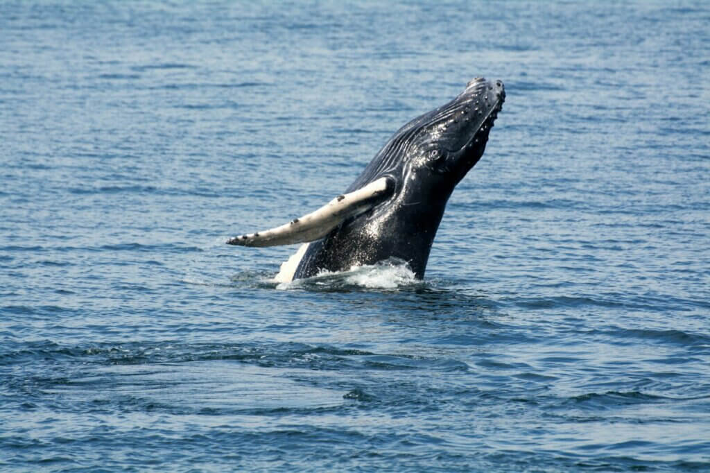 A humpback whale jumping out of the water