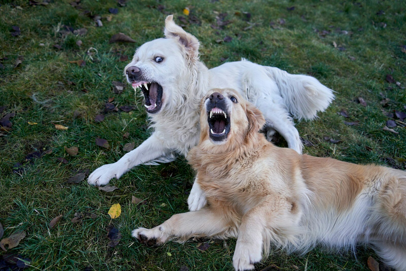 Schule Oberwil-Lieli Tollwut 1 Two dogs play fighting with open mouths.