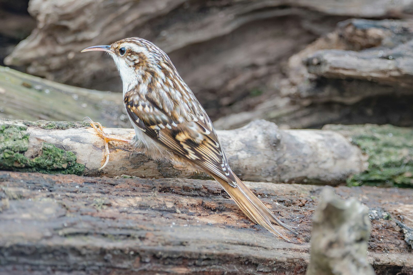 a brown and white bird sitting on a log