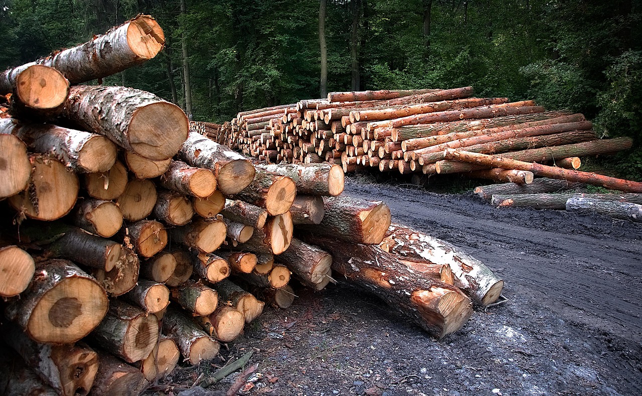 wood, cutting, bale, pine trees, forest, trees, nature, truncated, clipping, lumberjack, sawed, trunk, then, forester, forestry, lumberjack, forestry, forestry, forestry, forestry, forestry