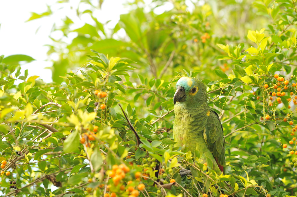 Papagei im Pantanal