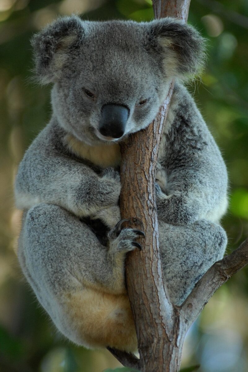 australia, koala, koala bear, relax, koala, koala, koala, koala, koala