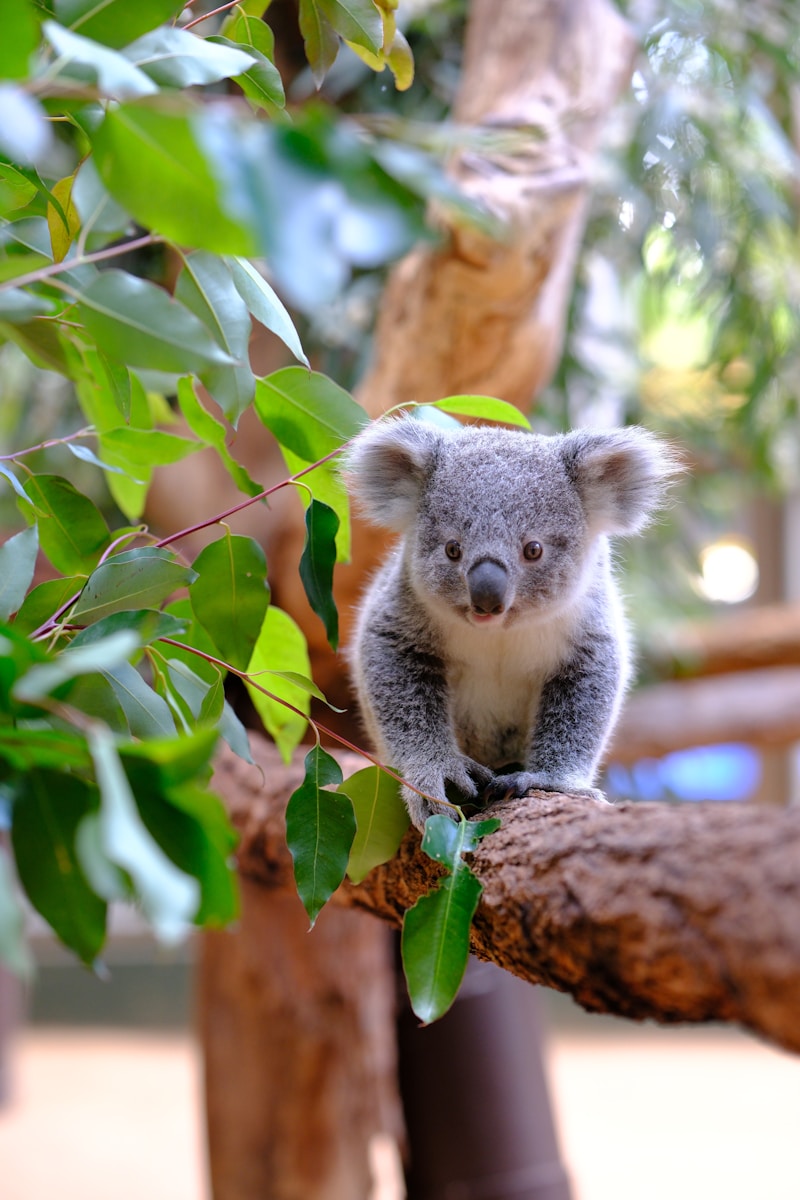 A small koala sitting on a tree branch
