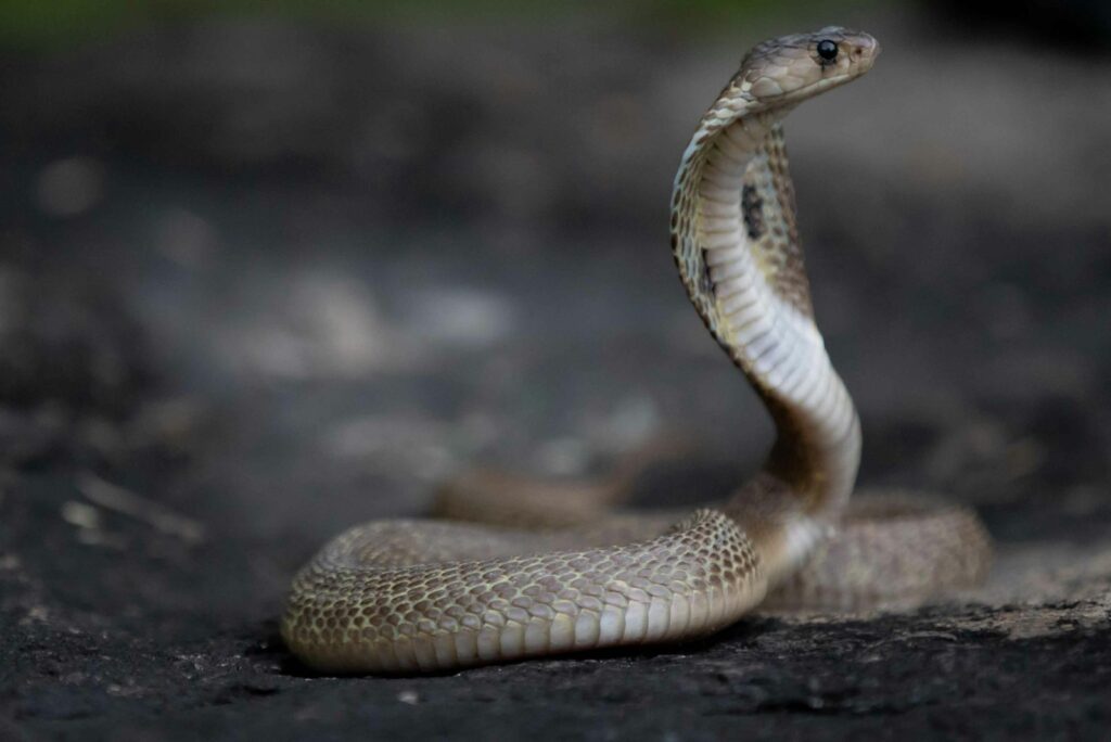 a close up of a snake on the ground