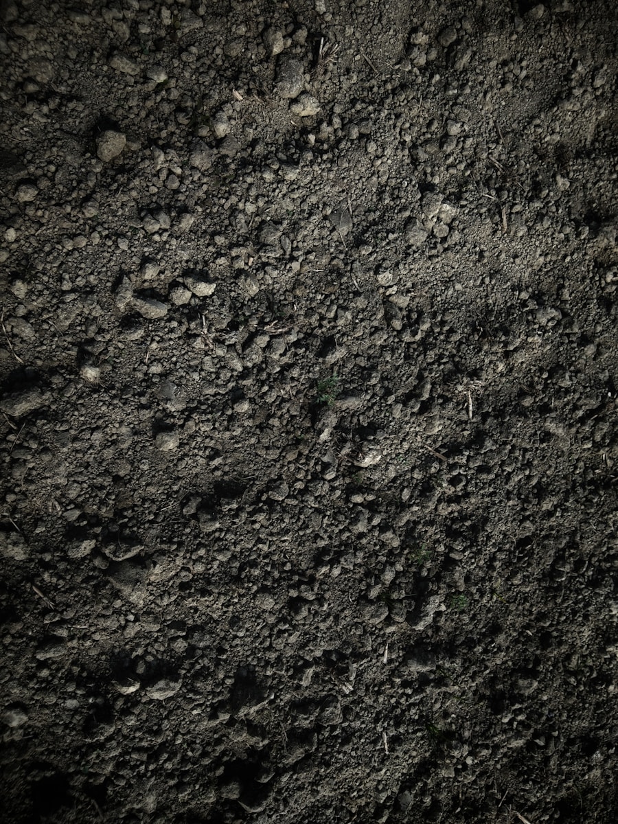 green grass on brown soil