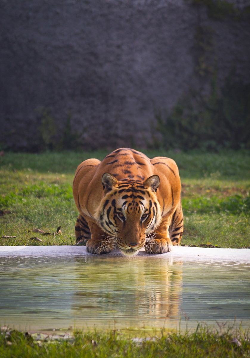 brown and black tiger near body of water