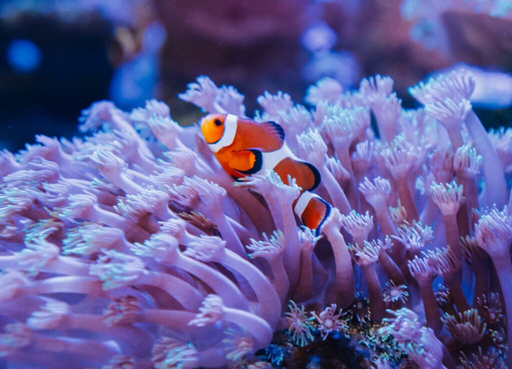GewerbeArt Clownfisch 1 two clown fish swimming in an aquarium