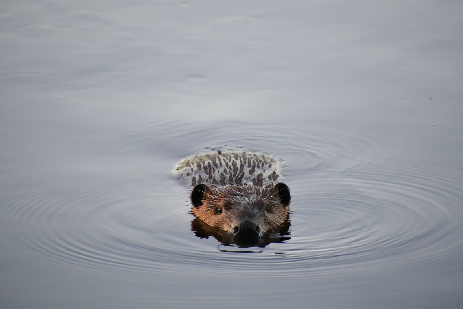 Ferienpass Schafisheim: Biber 1 A beaver swimming serenely through calm waters, creating gentle ripples as it moves.