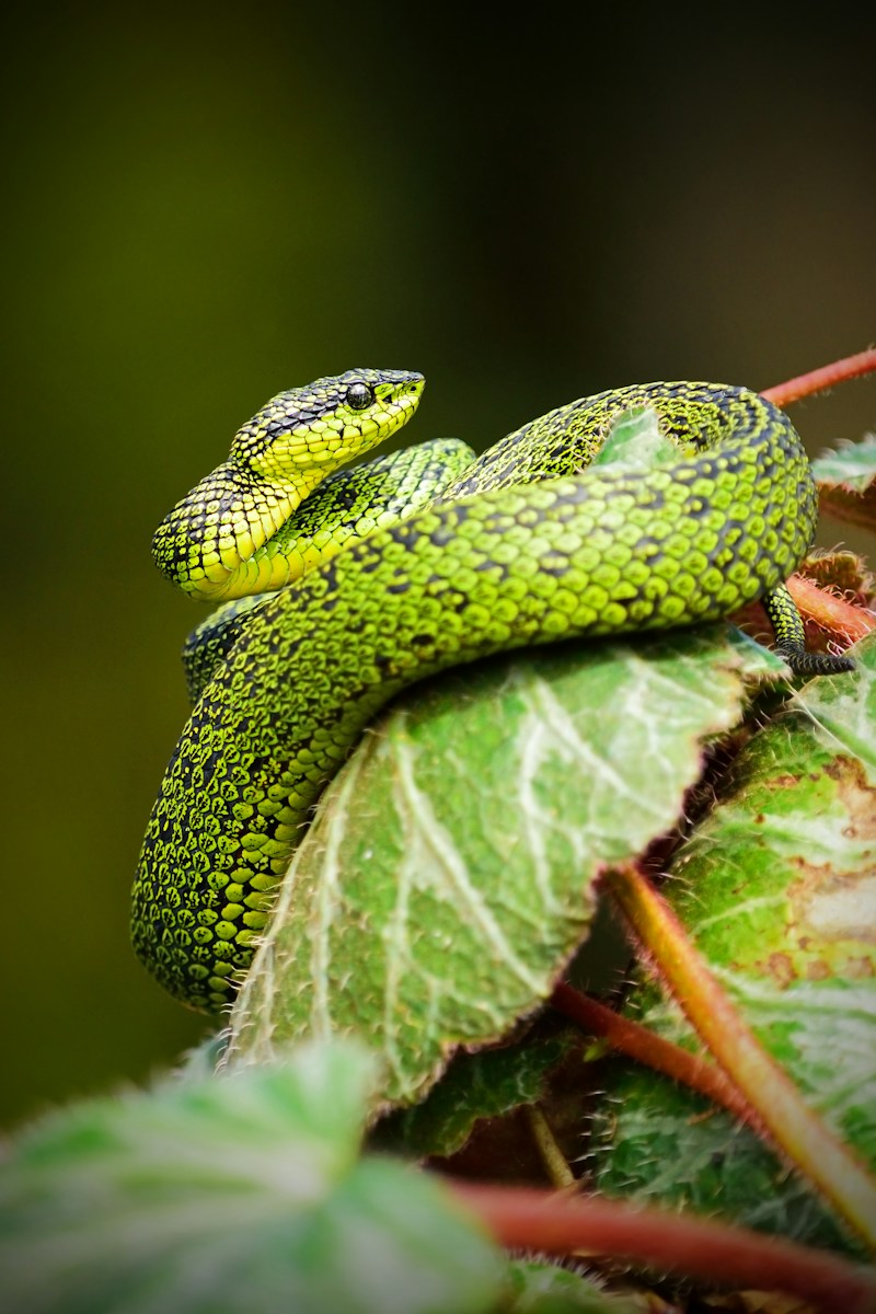 Ferienpass hunzenschwil-schlangen 1 green and black snake on green leaf