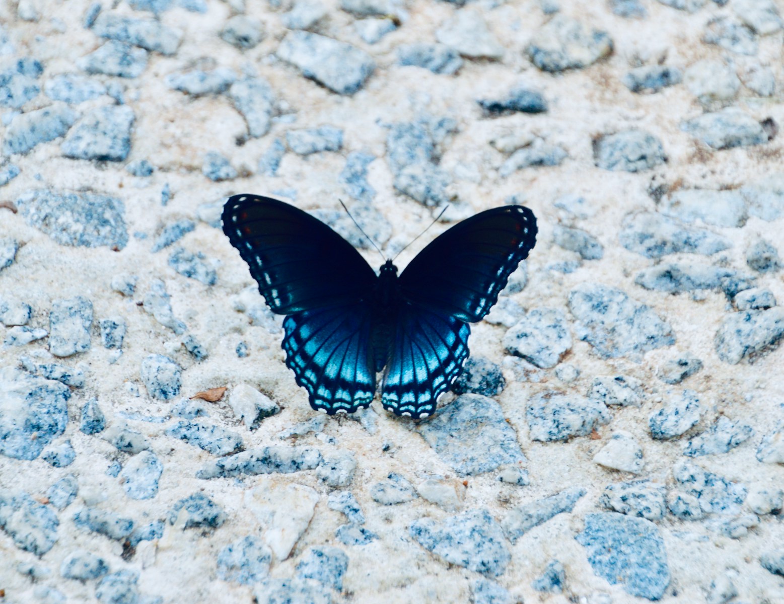 ferienpass weinfelden schmeterlinge 1 black and white butterfly on gray and white stone