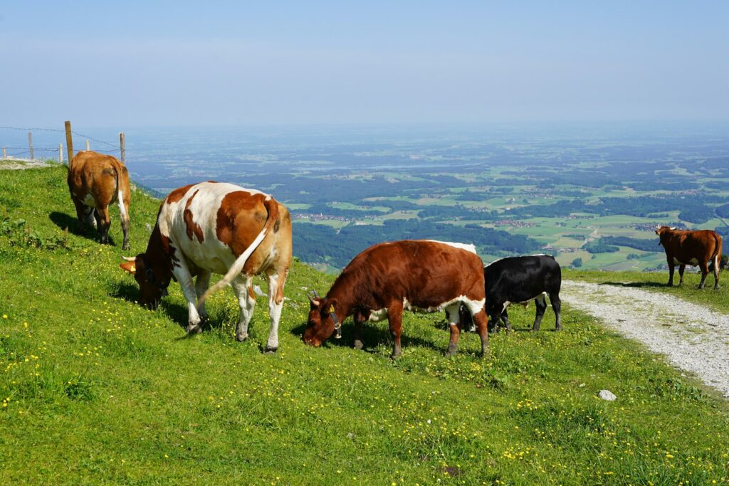 Cows graze peacefully on a grassy hillside