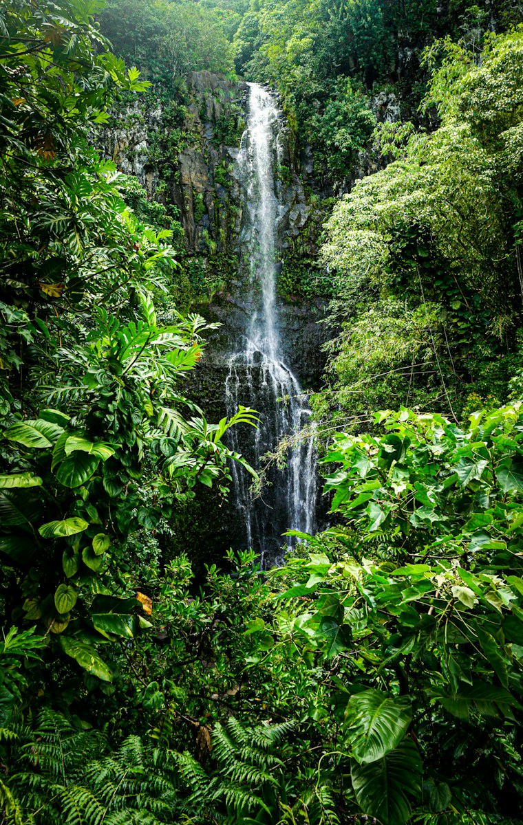 Regenwald 1 water falls in the middle of green plants