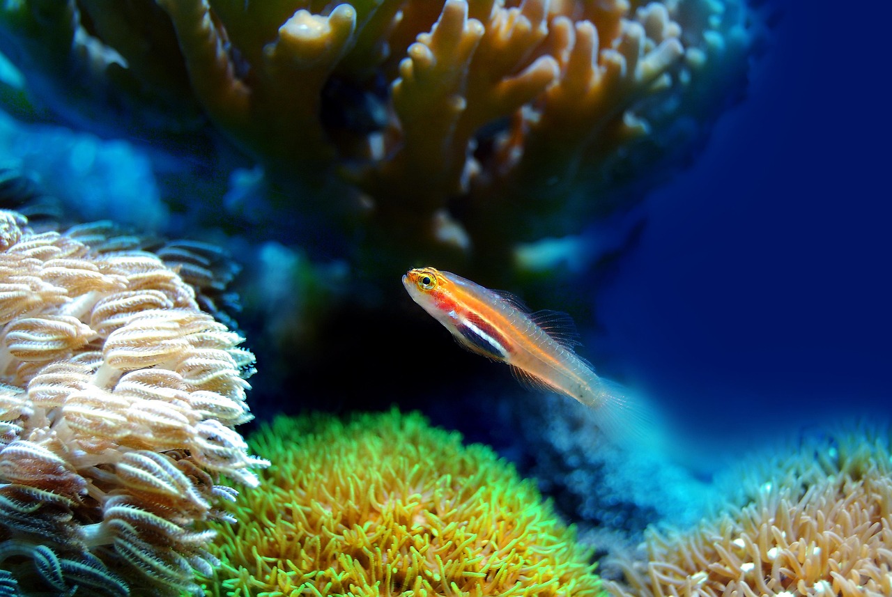 fish, coral, sea, underwater, reef, water, marine, ocean, animal, aquatic, life, aquarium, nature, wildlife, aqua, saltwater, seawater, undersea, fish, fish, fish, fish, fish, coral, underwater, aquarium