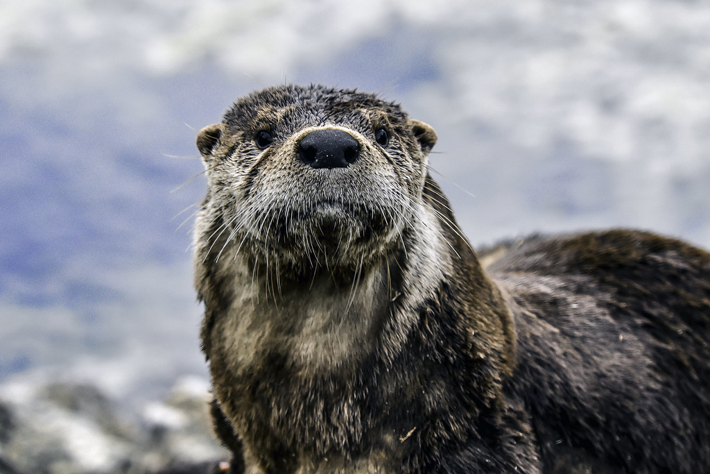 Ferienpass Neftenbach: Otter | 3be706fd 54c3 491c 9f78 7ebb93959d3c |