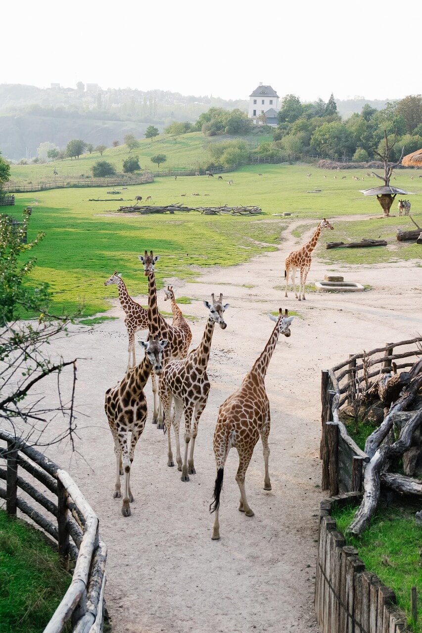 prague, zoo, giraffe, animals, czech, nature, prague zoo, czech republic, species, fauna, mammal