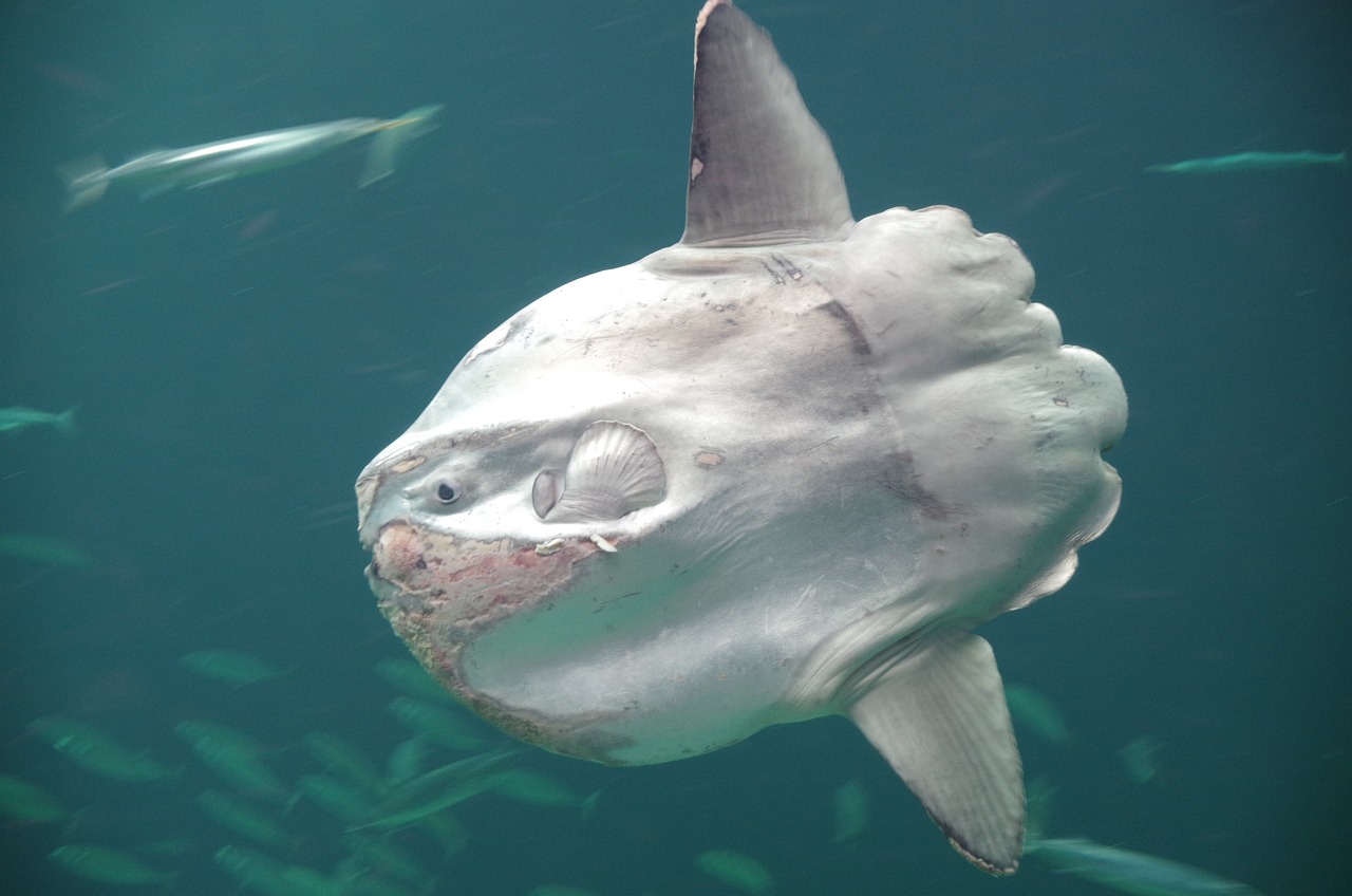 moon fish, klumpfisk, bone fish, aquarium, mola, north sea, moon fish, moon fish, moon fish, moon fish, moon fish, bone fish