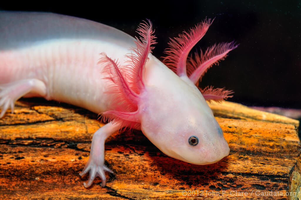 Ferienpass March: Axolotl | 527047f6 b233 42a0 ba4a aa2f37015e2b |