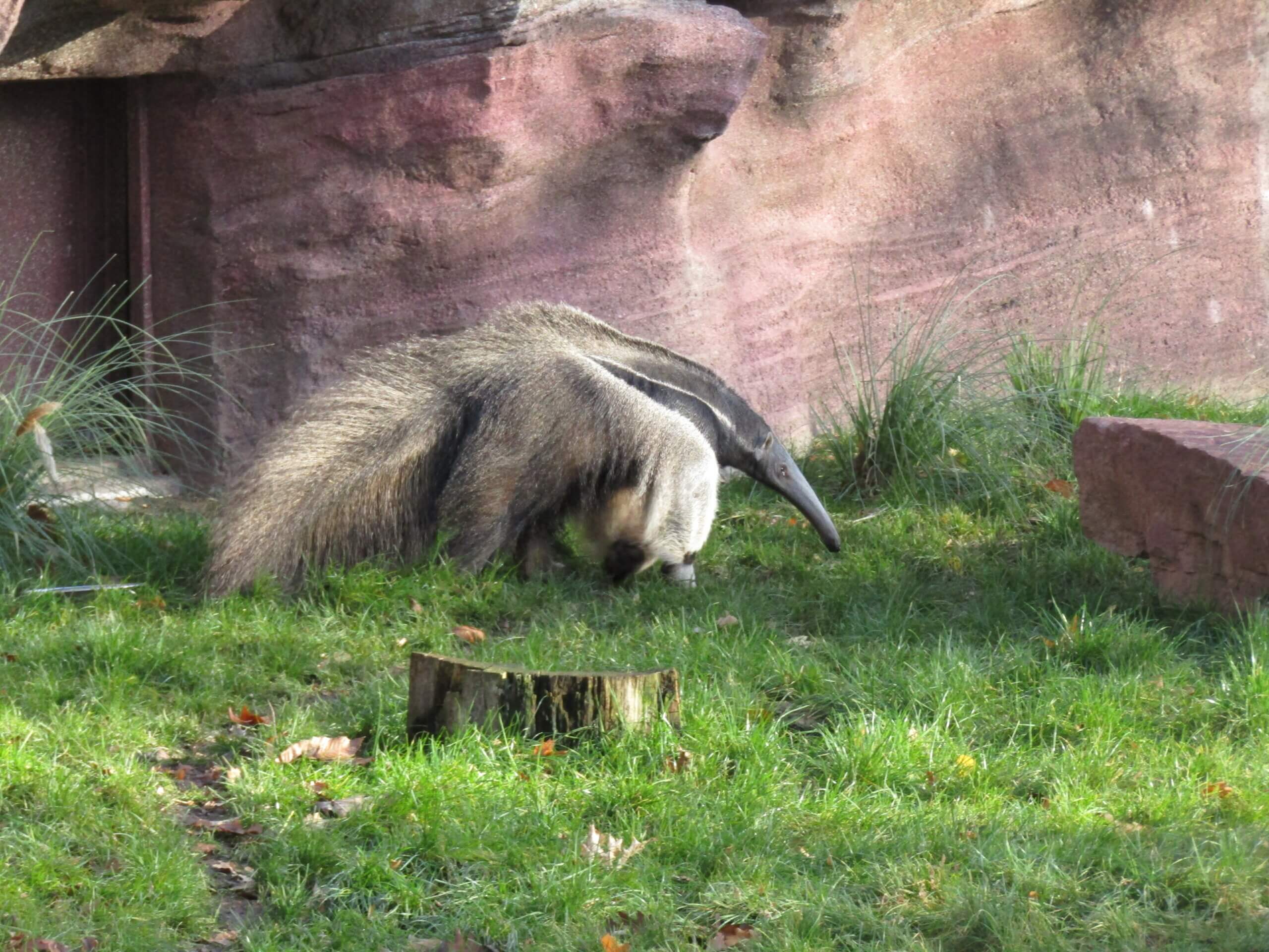 BWZ: Ameisenbär | 59ee148b 01f5 4443 937e 11359b61374b scaled |