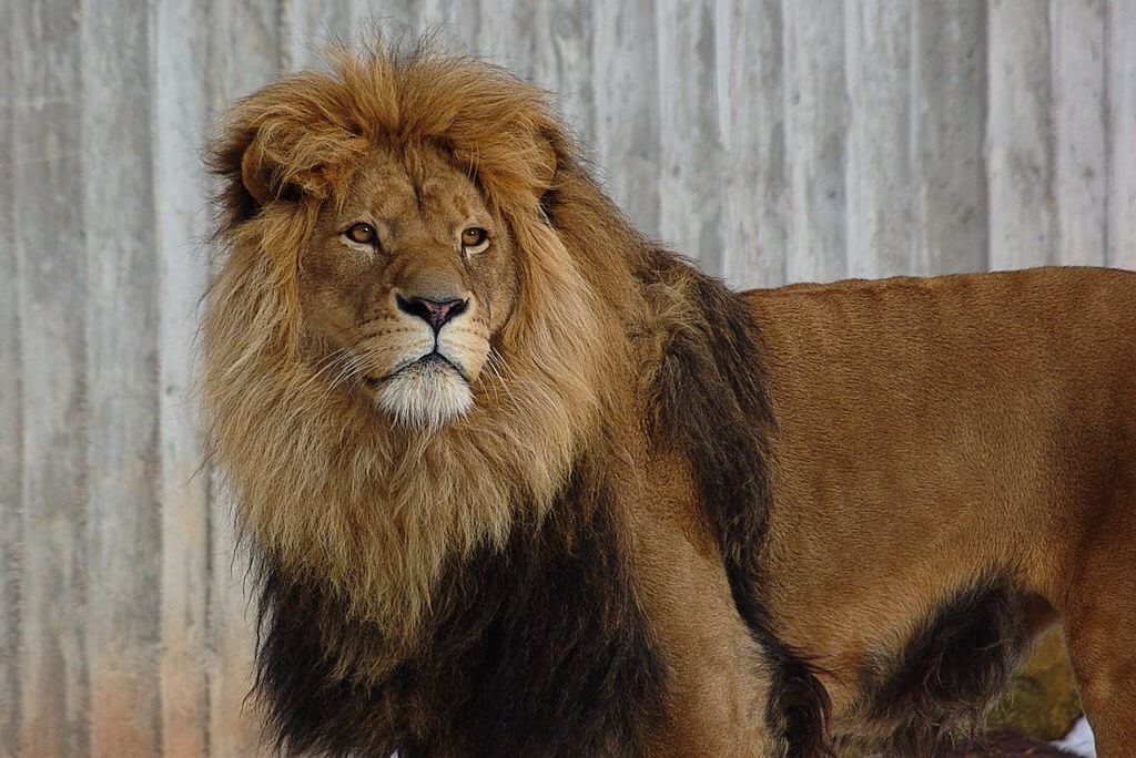 Löwe - der König der Tiere | In meinem Radiobeitrag erzähle ich dir alles über den Löwen auch genannt "König der Tiere"! Ich beschreibe, wie ein Löwe aussieht – mit seiner grossen Mähne und seinem kräftigen Körper. Du erfährst, was Löwen am liebsten essen und wo sie zu Hause sind, nämlich in der afrikanischen Savanne. Ausserdem erkläre ich, ob der Löwe bedroht ist und was Menschen machen, um ihm zu helfen. 669192d9 b4ee 43f0 a363 0d7ef88d9d3a |