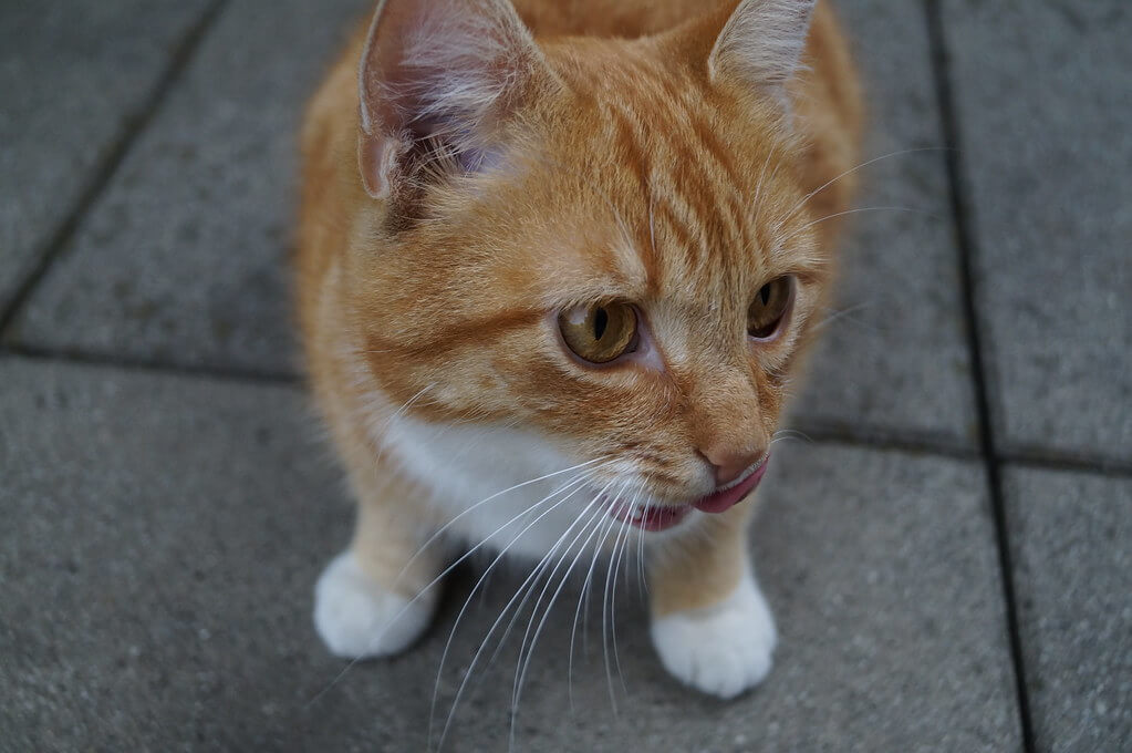 Ferienpass Zug: Katze | 6ed03587 a2b9 46c9 8ac4 e5e7d271ad75 |