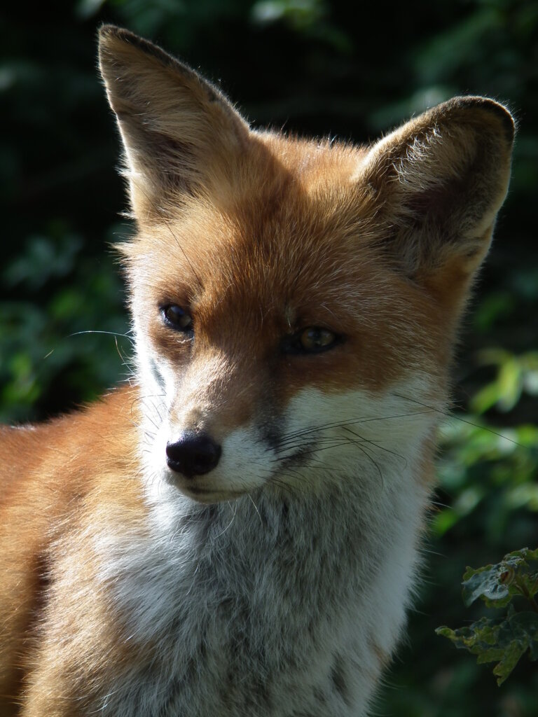 Ferienpass Olten: Der Rotfuchs