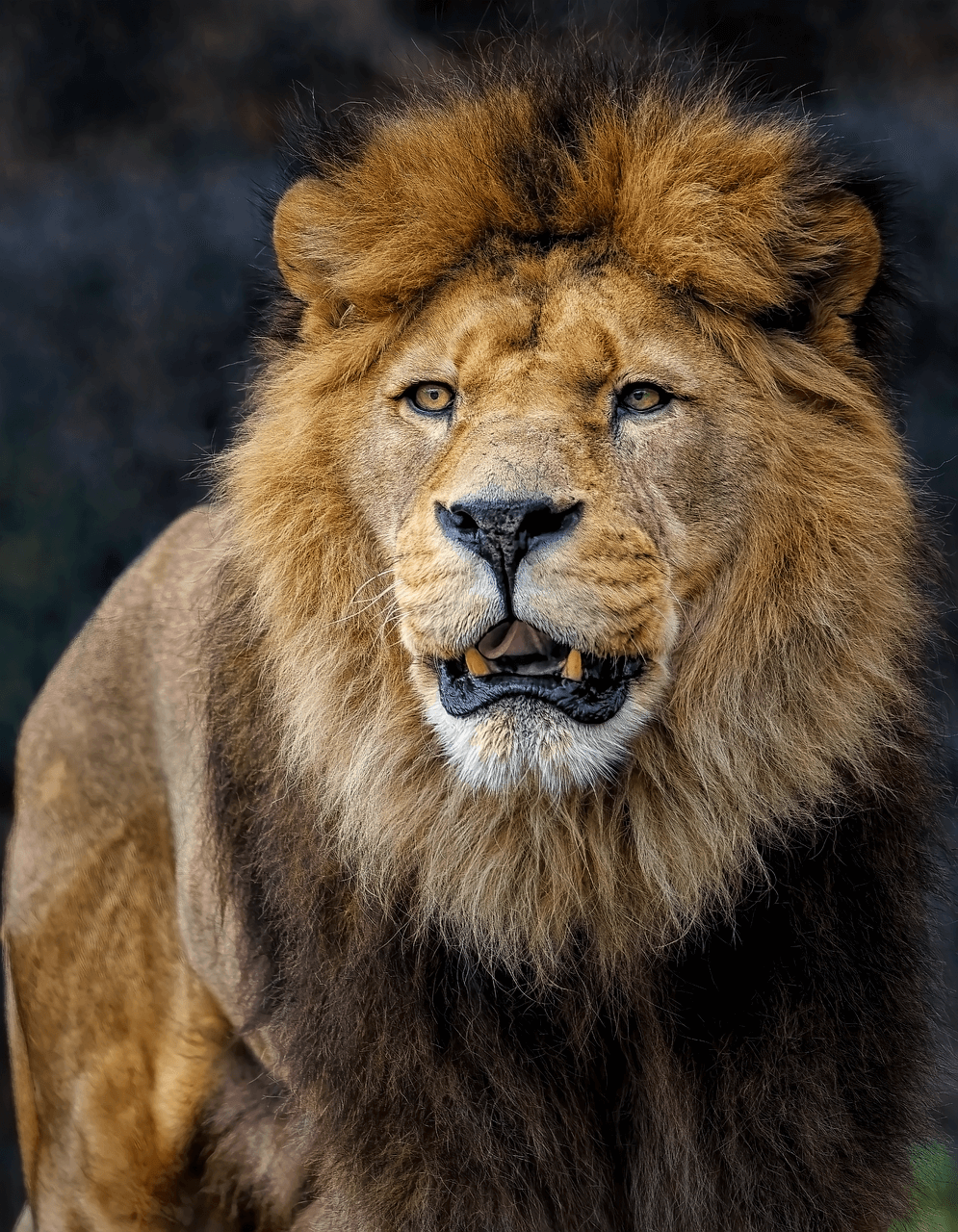 Ferienpass Kulm: Löwe | lion, nature, feline, mane, barbary lion, north african lion, berber lion, egyptian lion, atlas lion, hunter, predator, wild animal, wild cat, big cat, wildlife, teeth