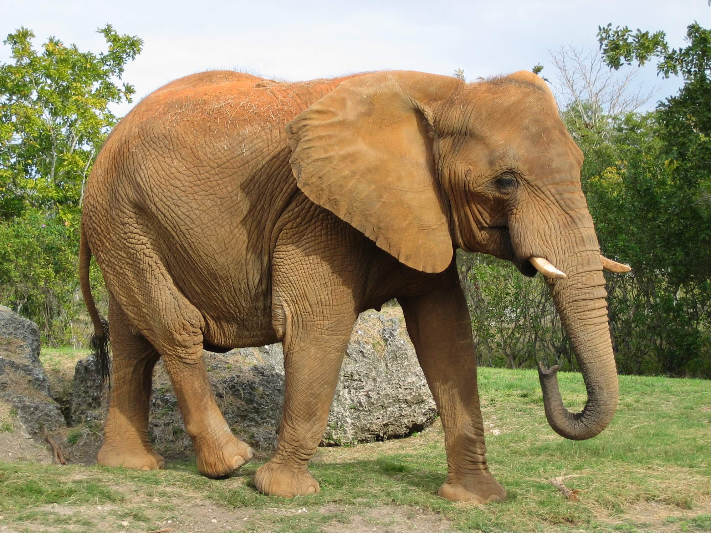 ferienpass Herzogenbuchsee :Elefant. | 841b17df 8bd1 4d87 9721 8063b5a9e118 |