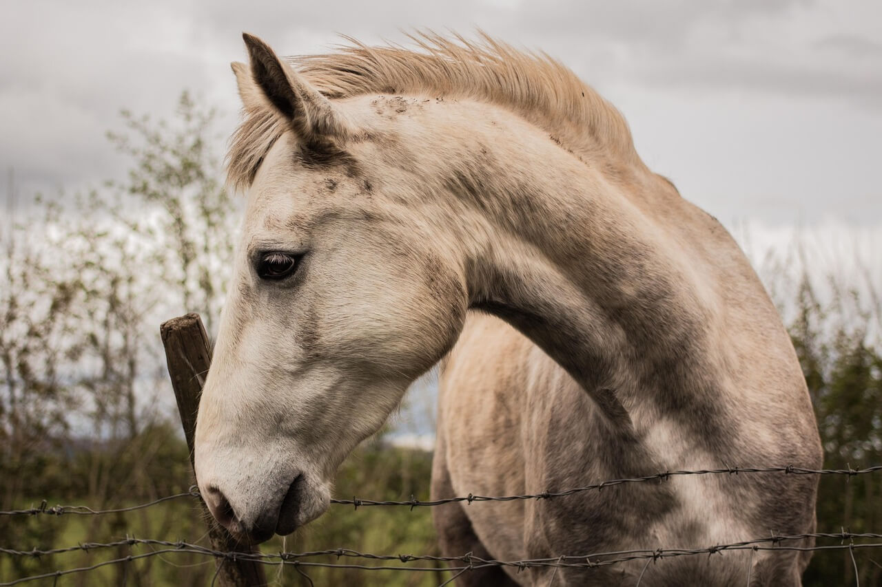 Ferienpass Kulm: Hase, Pferd | horse, wild horse, sligo, ireland, ox mountains, animal, autumn, nature