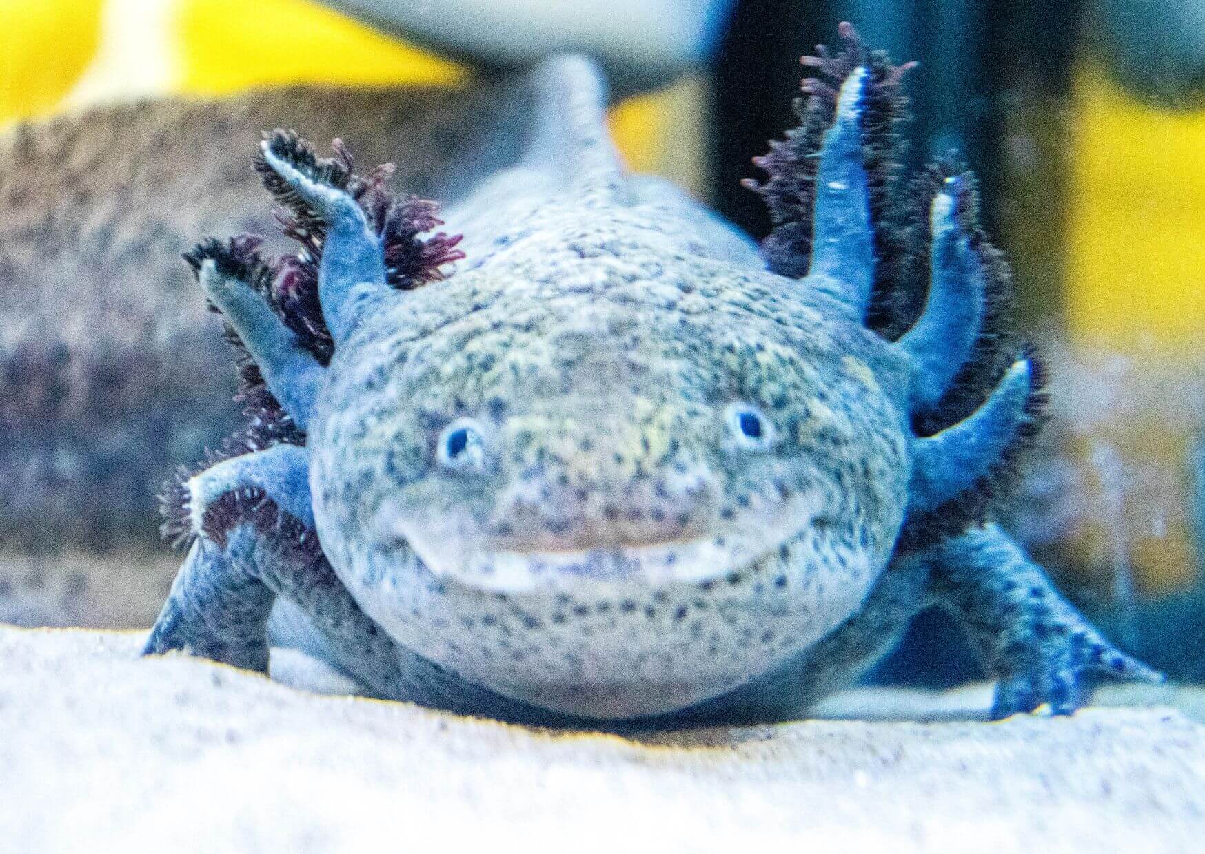 Axolotl - Die faszinierende Welt der Axolotl | Einige der aussergewöhnlichsten und faszinierendsten Geschöpfe der Natur leben unter der Oberfläche unserer Gewässer. Eines dieser erstaunlichen Lebewesen ist der Axolotl (Ambystoma mexicanum), eine salamanderartige Kreatur, die in den klaren und sauerstoffreichen Gewässern von Mexiko beheimatet ist. Der Axolotl, auch als "Mexikanischer Schwanzlurch" bekannt, hat die Herzen von Wissenschaftlern und Aquarianern gleichermassen erobert und hält viele faszinierende Geheimnisse, die es zu entdecken gibt. Kopie von Artikel Bild radiosummernight.ch 1 |