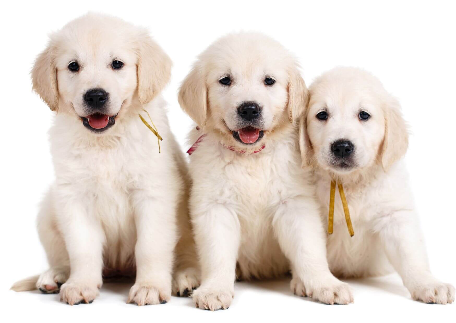 Labradore als Familienhunde | Ein Labrador ist sehr geeignet als Familienhund, weil er liebevoll, nett und einfühlsam ist. Kopie von Artikel Bild radiosummernight.ch 10 |