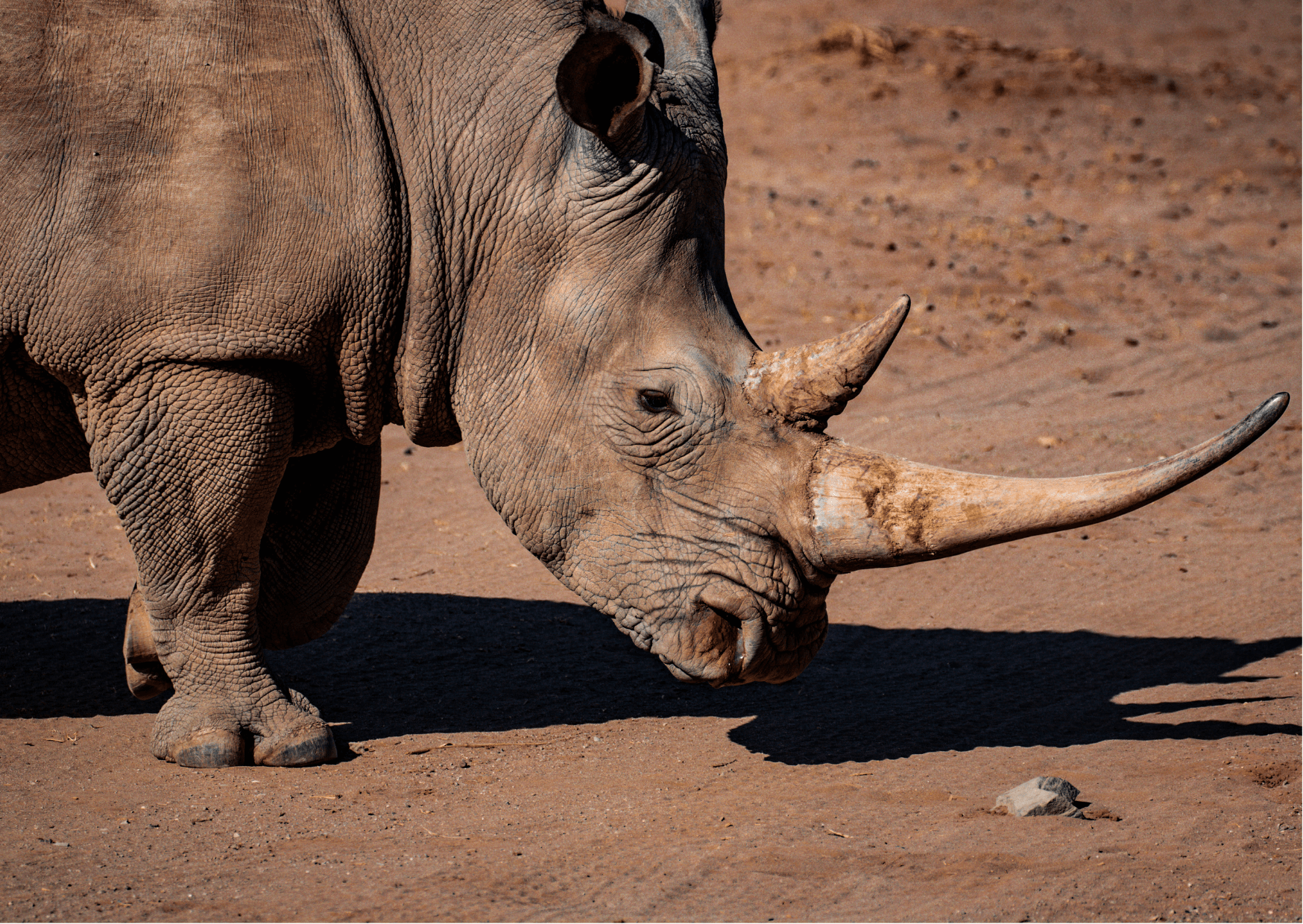 Nashorn ohne Horn; wieso rauben Wilderer ihre Hörner | <p>Die Hörner von Nashörner sind eines der wertvollsten illegalen Wildtierprodukten der Welt auf dem
Schwarzmarkt. Viel werden die Hörner nach Vietnam oder China Geschmuggelt da werden sie in Pulver verarbeitet und als Medizin verkauft. Manche Menschen glauben das sie Heilende Wirkungen gegen Fieber, hohen Blutdruck und Krebs haben. </p> Kopie von Artikel Bild radiosummernight.ch 21 |